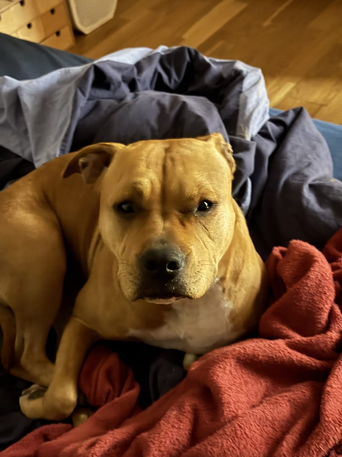 Chien installé dans une couverture
