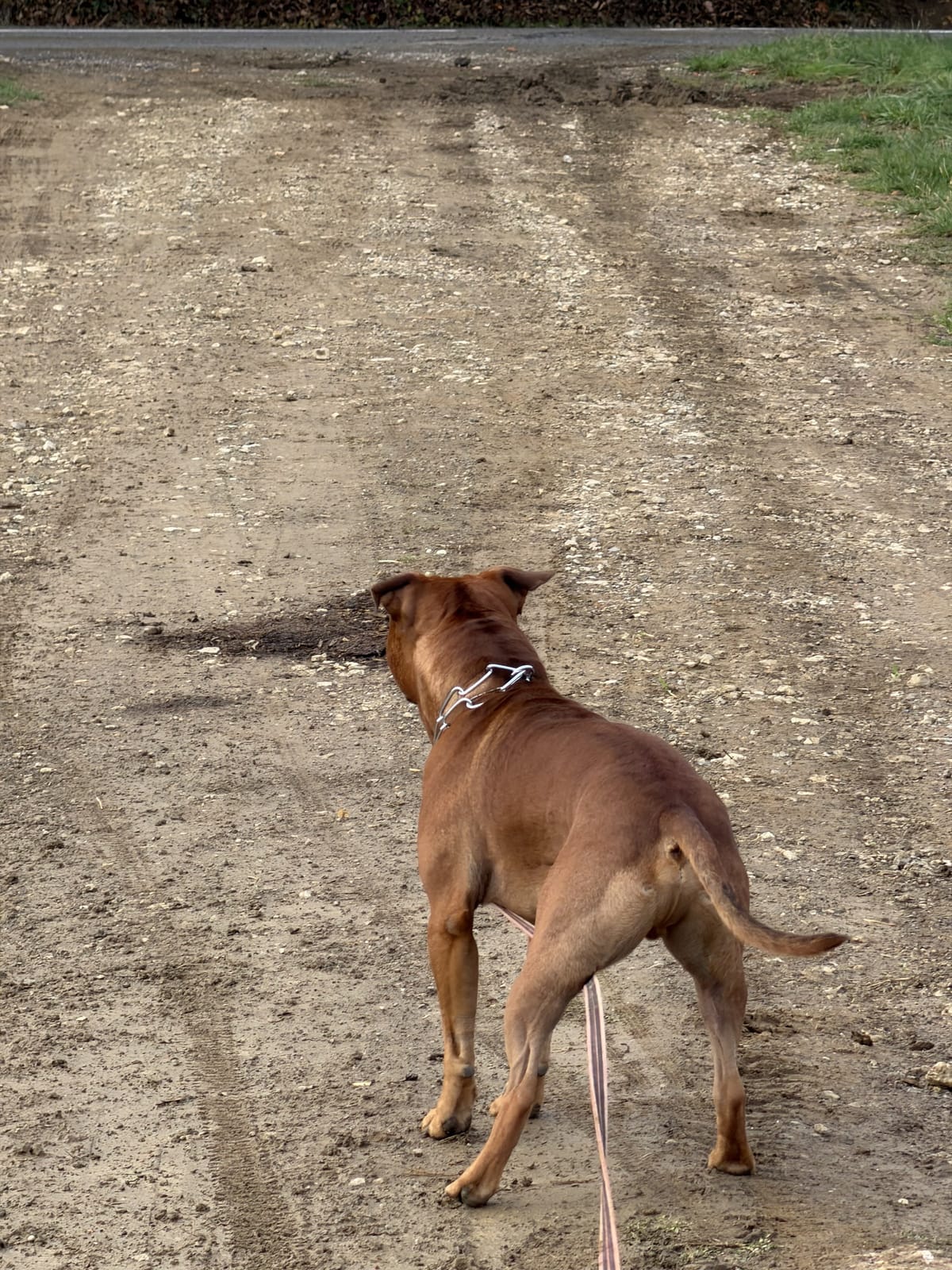 Chien en laisse sur un chemin