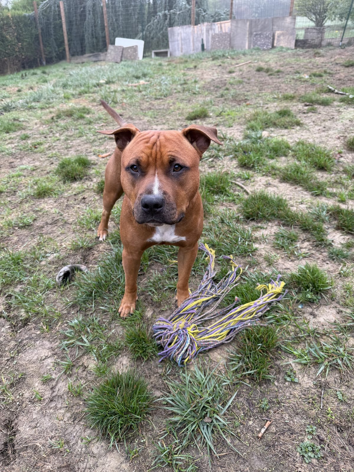 Staffie attentif dans le jardin
