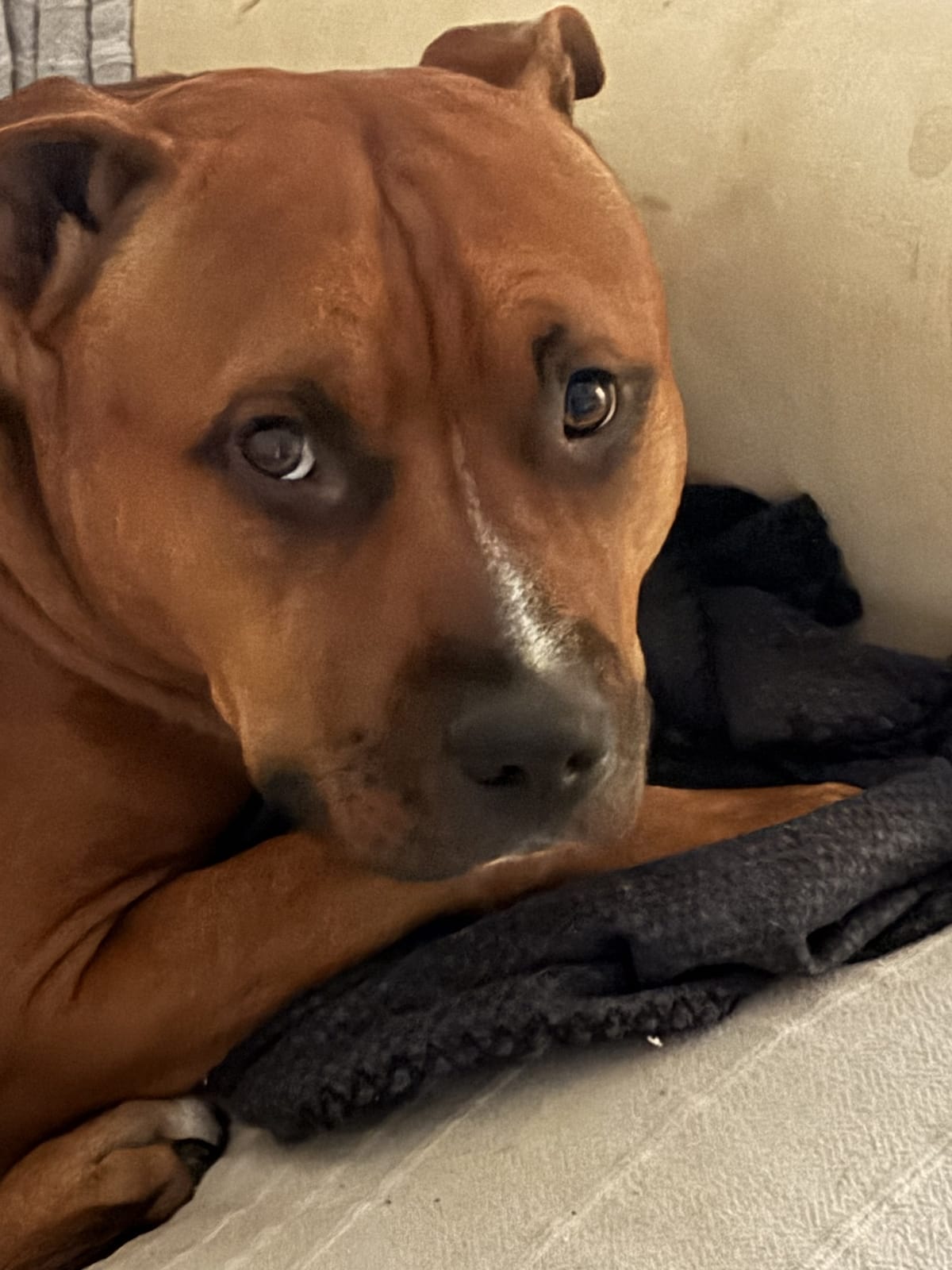 Chien allongé qui regarde calmement