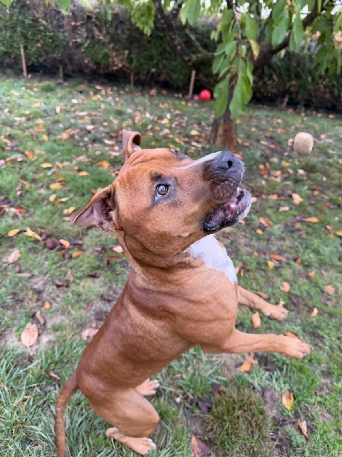 Chien debout sur ses pattes arrière dans le jardin