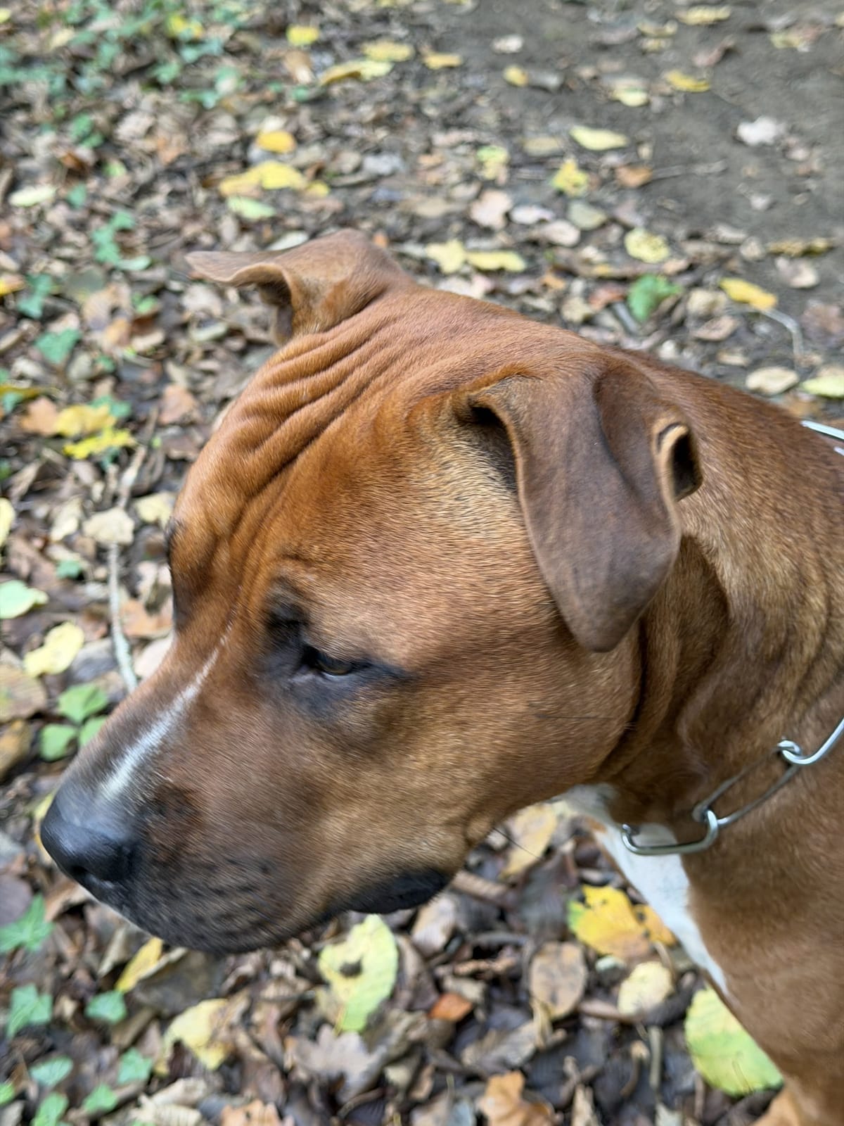 Portrait d'un Staffie en forêt