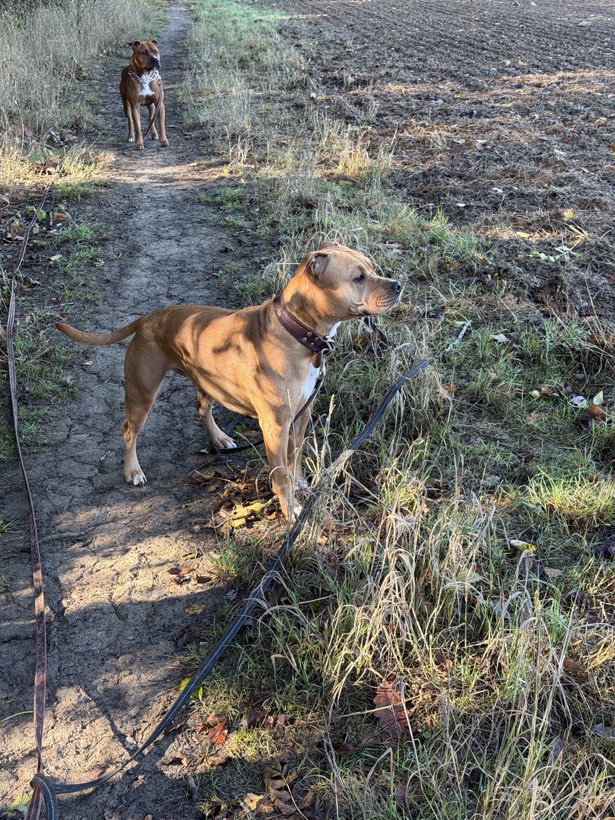 Chiens en balade le long d'un champ