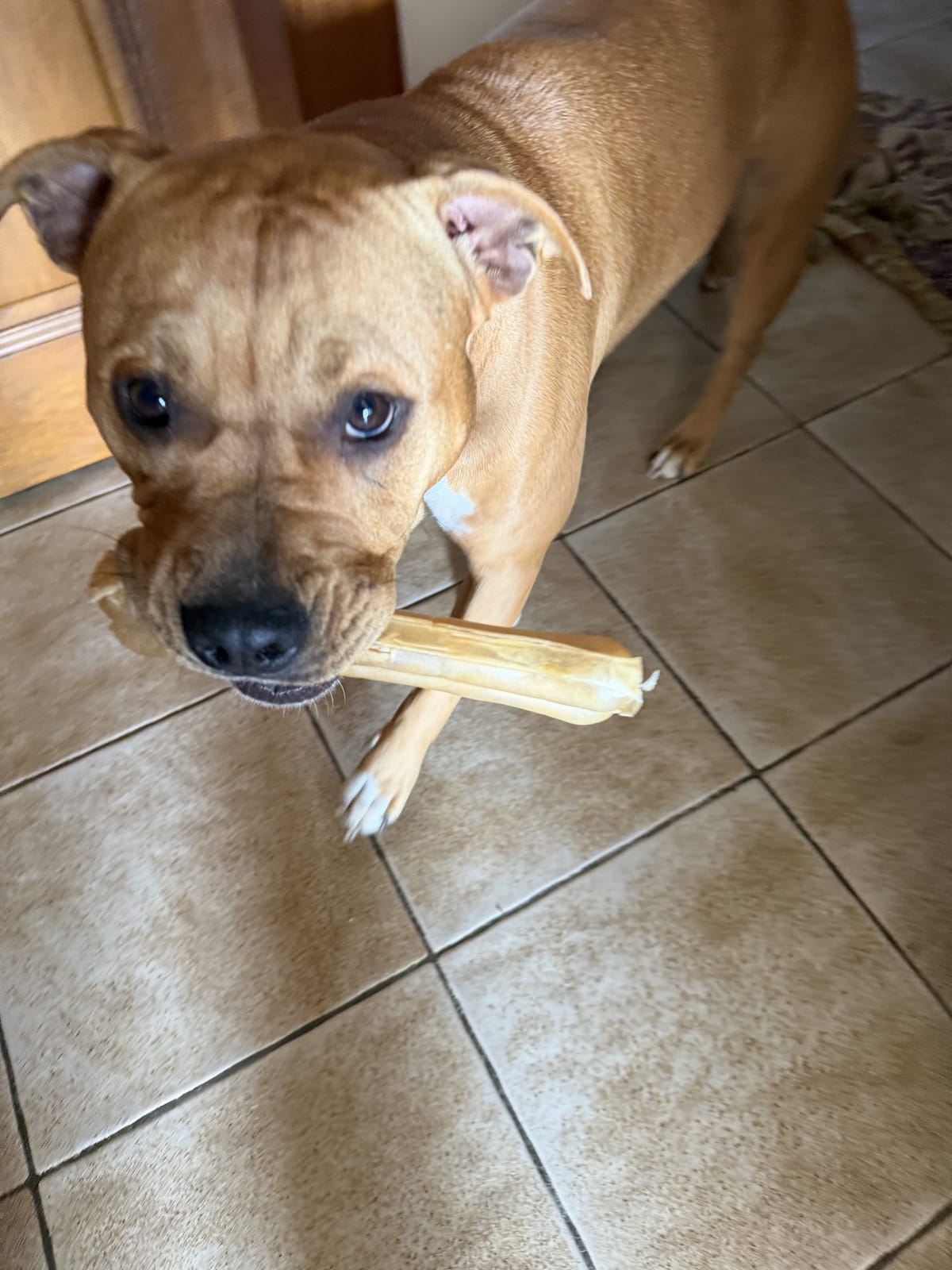 Chien qui rapporte un os