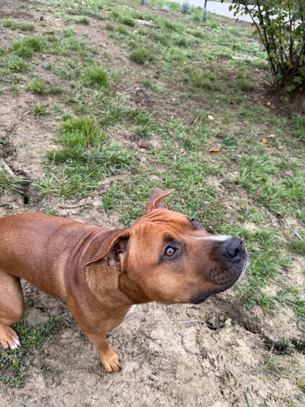 Chien qui regarde son maître