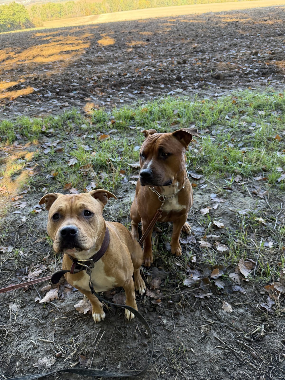 Deux chiens assis côte à côte