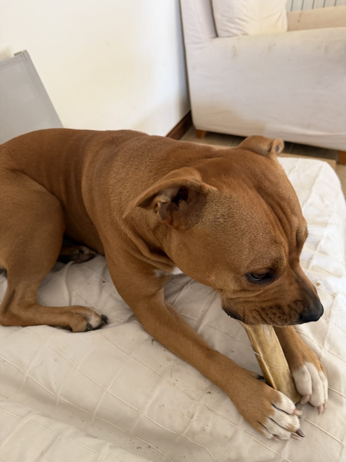 Chien couché sur son coussin à la maison