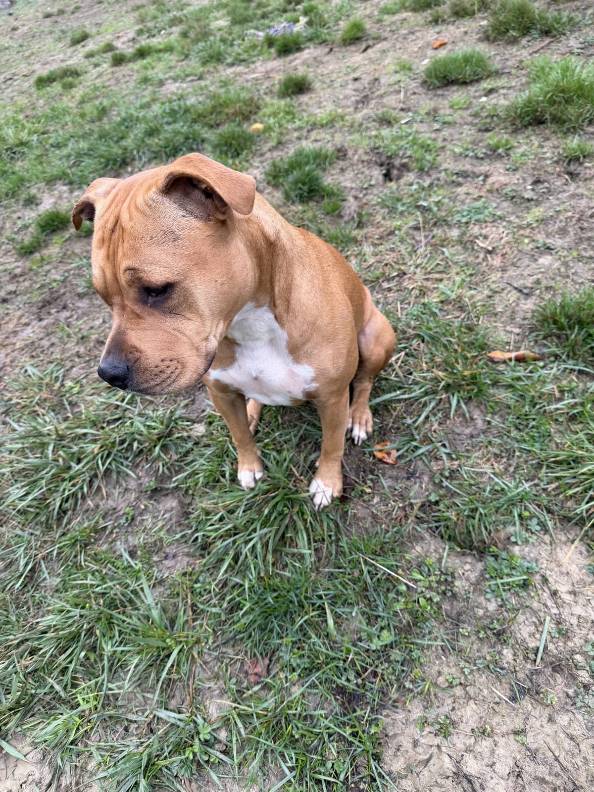 Jeune chien assis dans l'herbe