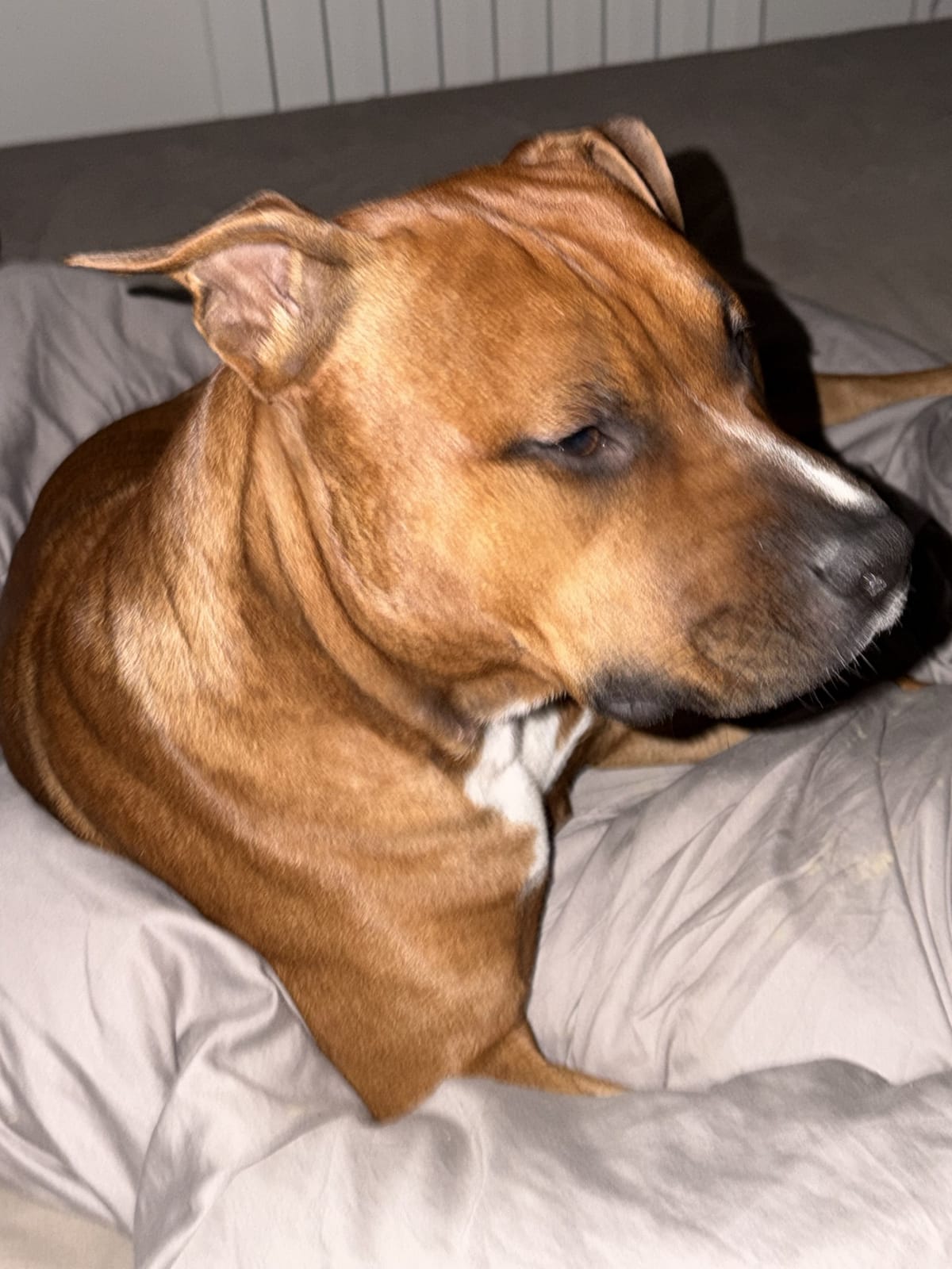 Chien détendu à la maison
