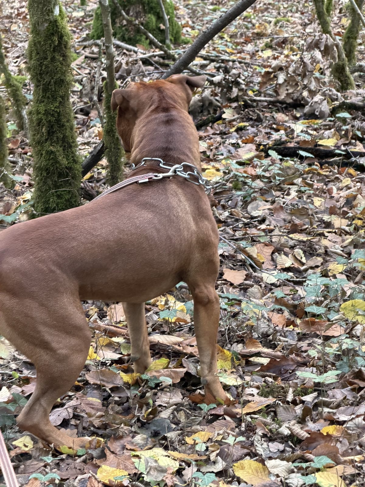 Chien en balade en forêt